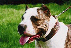 A bandog az egyik legveszélyesebb kutyafajta A bandog