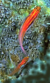 Forr�s: Current Biology/Rudi Kuiter