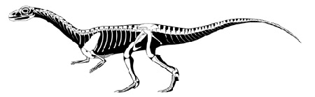 Forr�s: amnh.org/Sterling Nesbitt