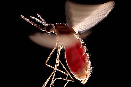 Forr�s: Hugh Sturrock/Wellcome Photo Library