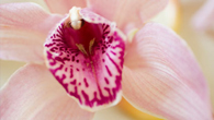 Forr�s: [origo]
