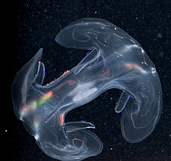 Forr�s: Census of Marine Life