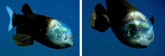 MBARI