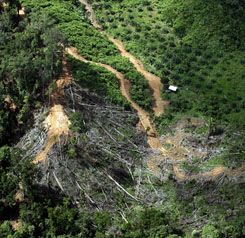 Forr�s: AFP