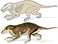 ForrÃ¡s: Carnegie Museum of Natural History
