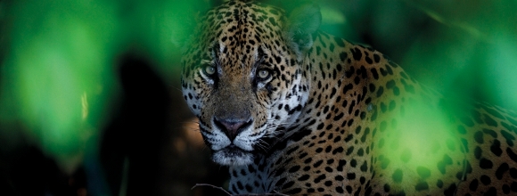 Forrás: Tom Schandy / Veolia Environnement Wildlife Photographer of the Year 2009 Forrás: Tom Schandy / Veolia Environnement Wildlife Photographer of the Year 2009