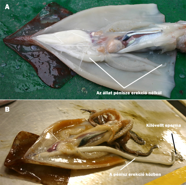Forr�s: Falkland Islands Government Fisheries Department/Alexander Arkhipkin