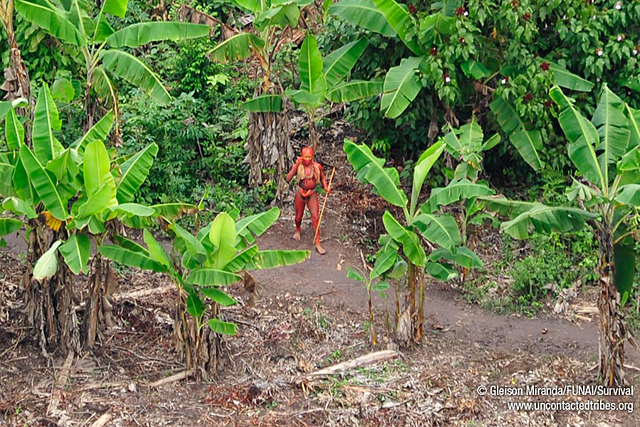 Forr�s: Gleison Miranda/FUNAI/Survival
