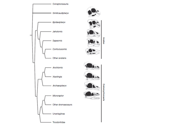 Forrás: Xu et al. Nature Forrás: Xu et al. Nature